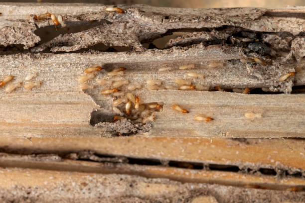 Best Pest Removal Services  in Temelec, CA